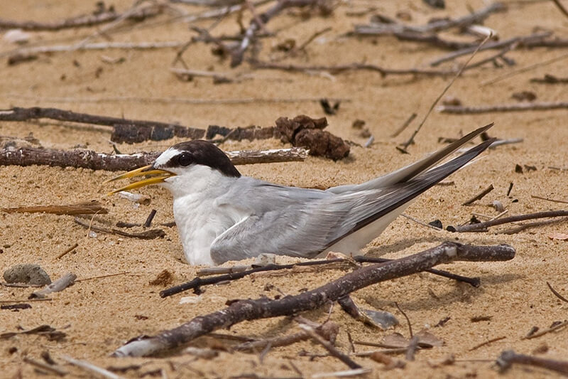 Little Tern