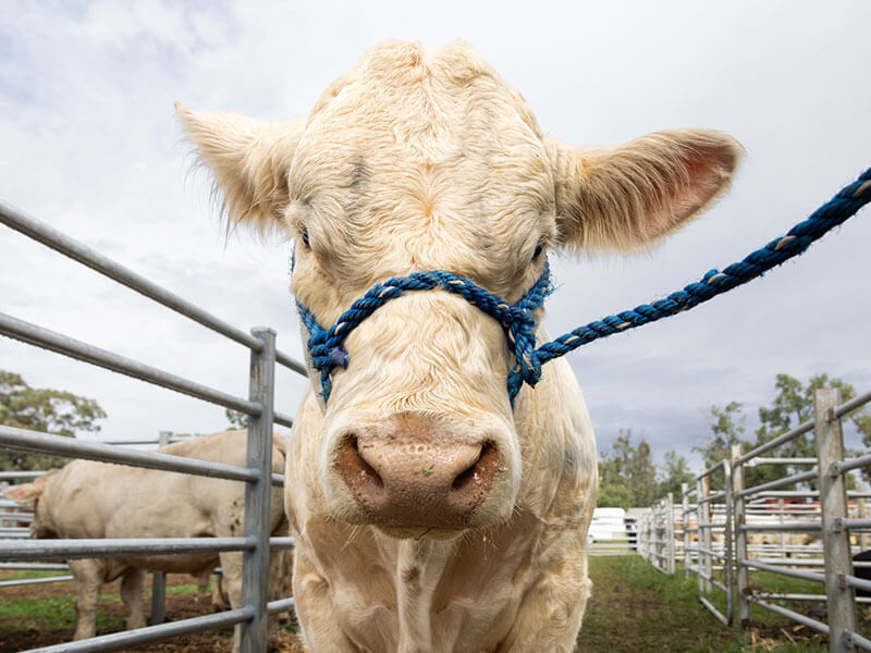 Cattle standing in cattle yard tied to fence